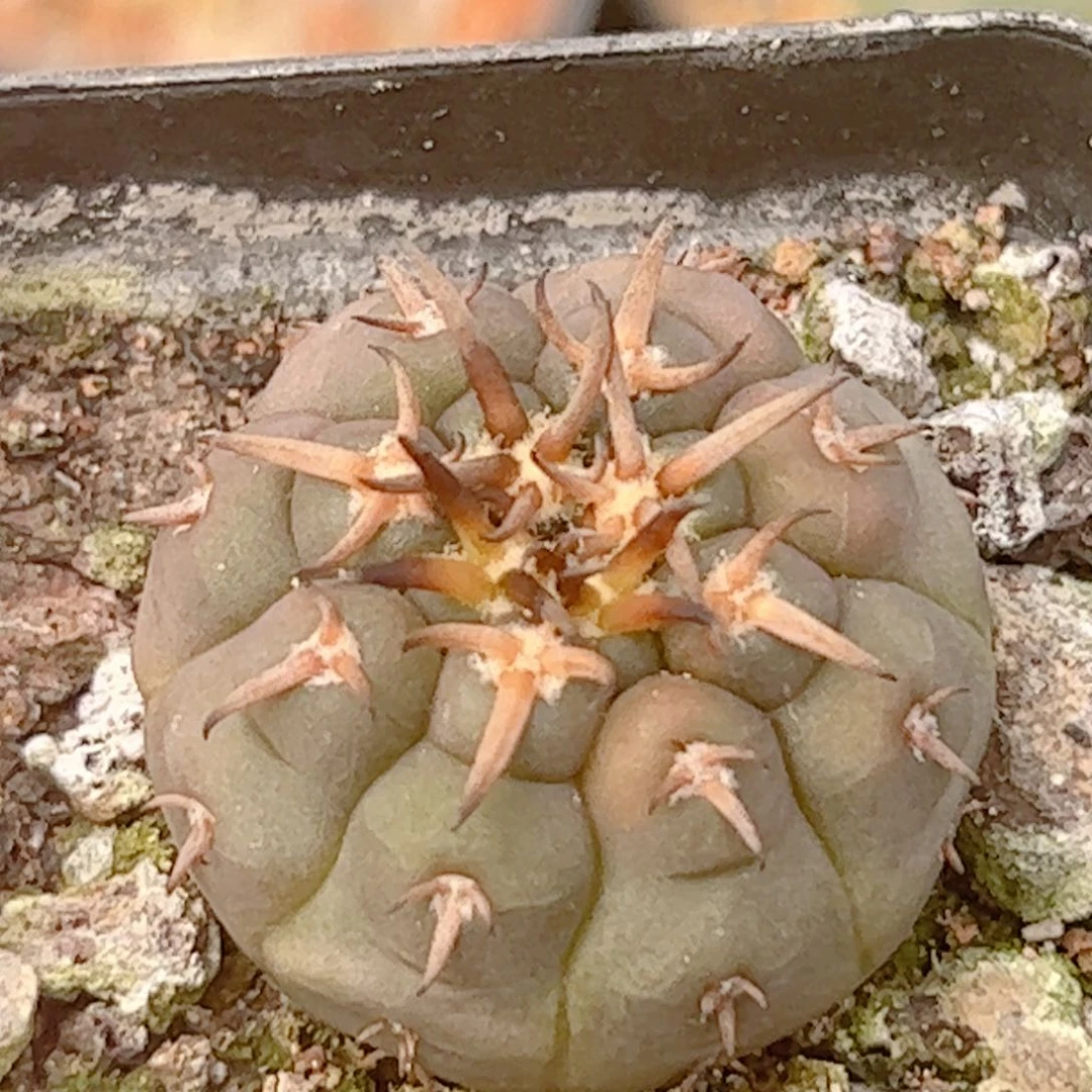 实生 强刺猫爪仙人球