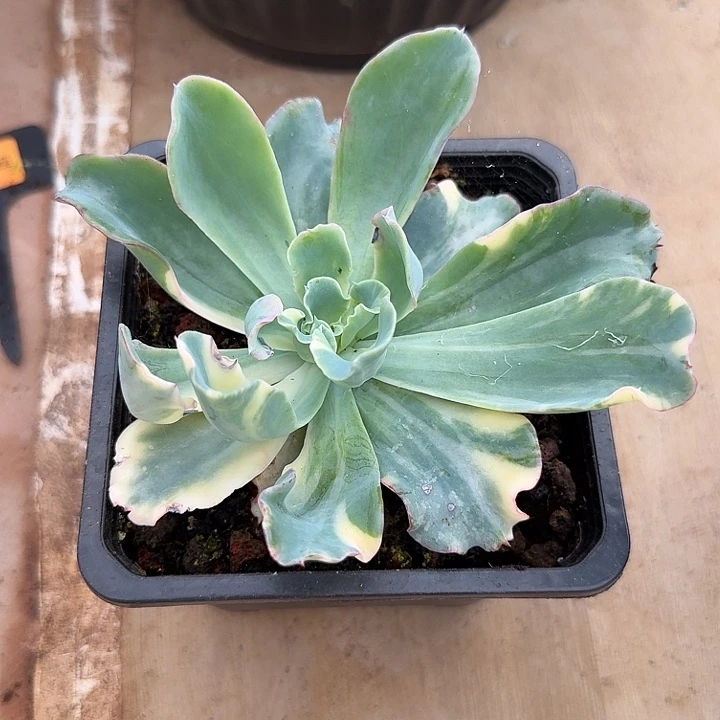 朵****?等级福利花脸锦一颗白锦