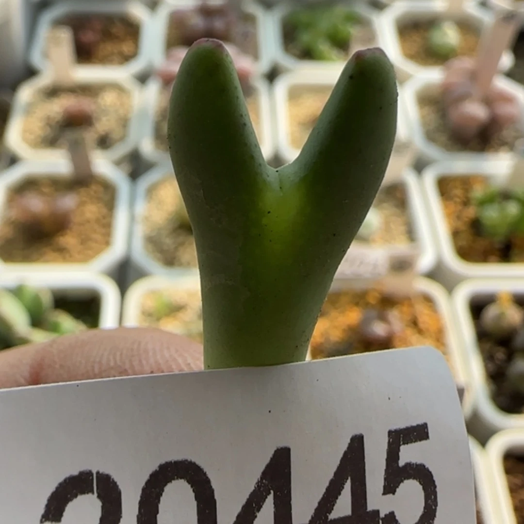 【闪购商品】子*?20445