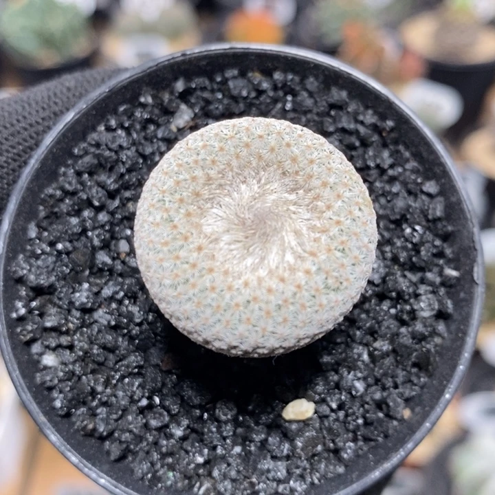 实生小人帽82号2.8cm