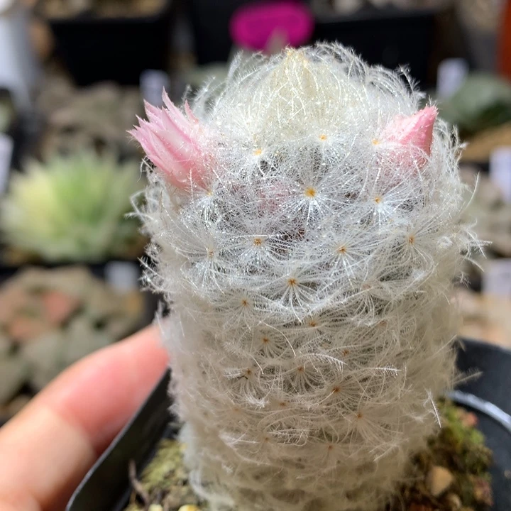 毛球带盆土发货啦