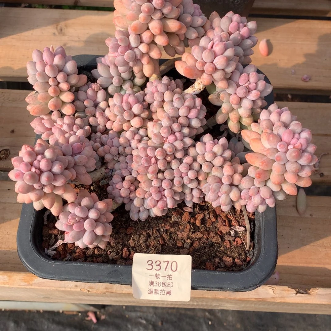 20厘米群生婴儿手指3370