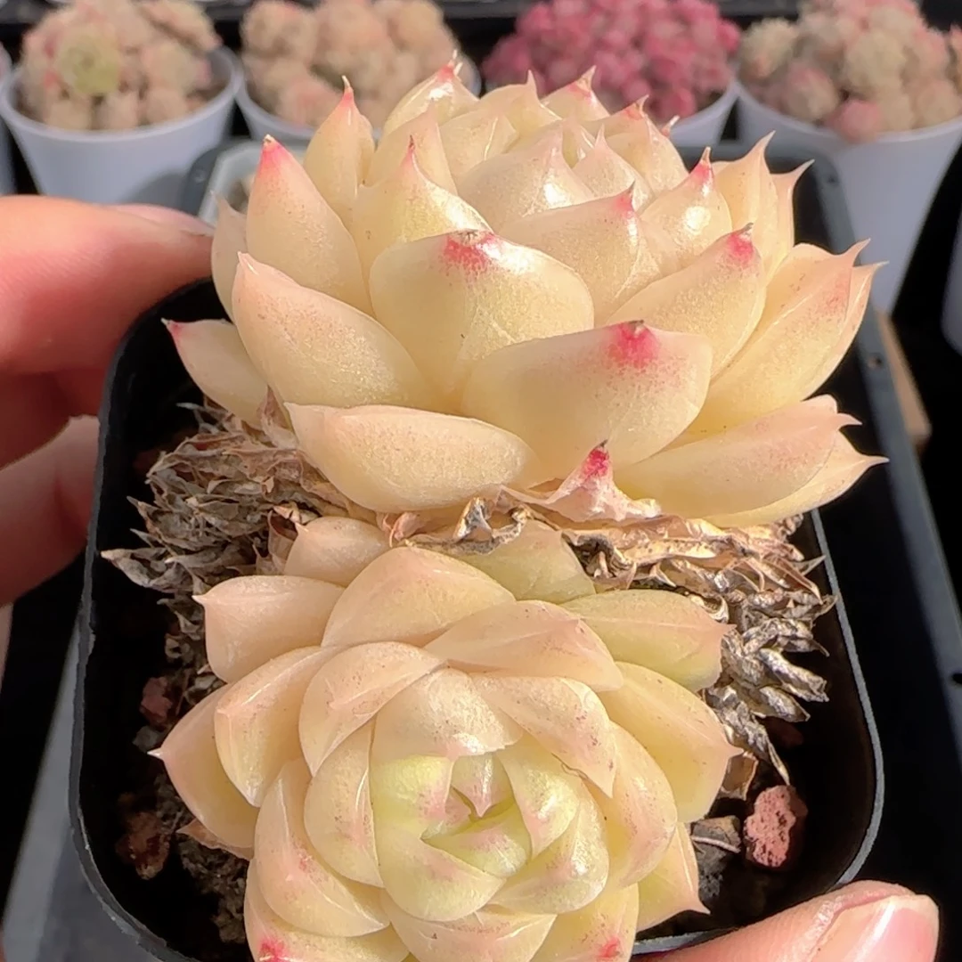 多肉0101-259包子麦秆