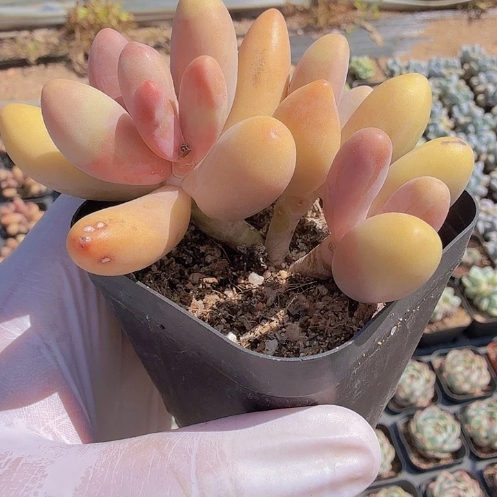 六公分无砍红手指满20包邮