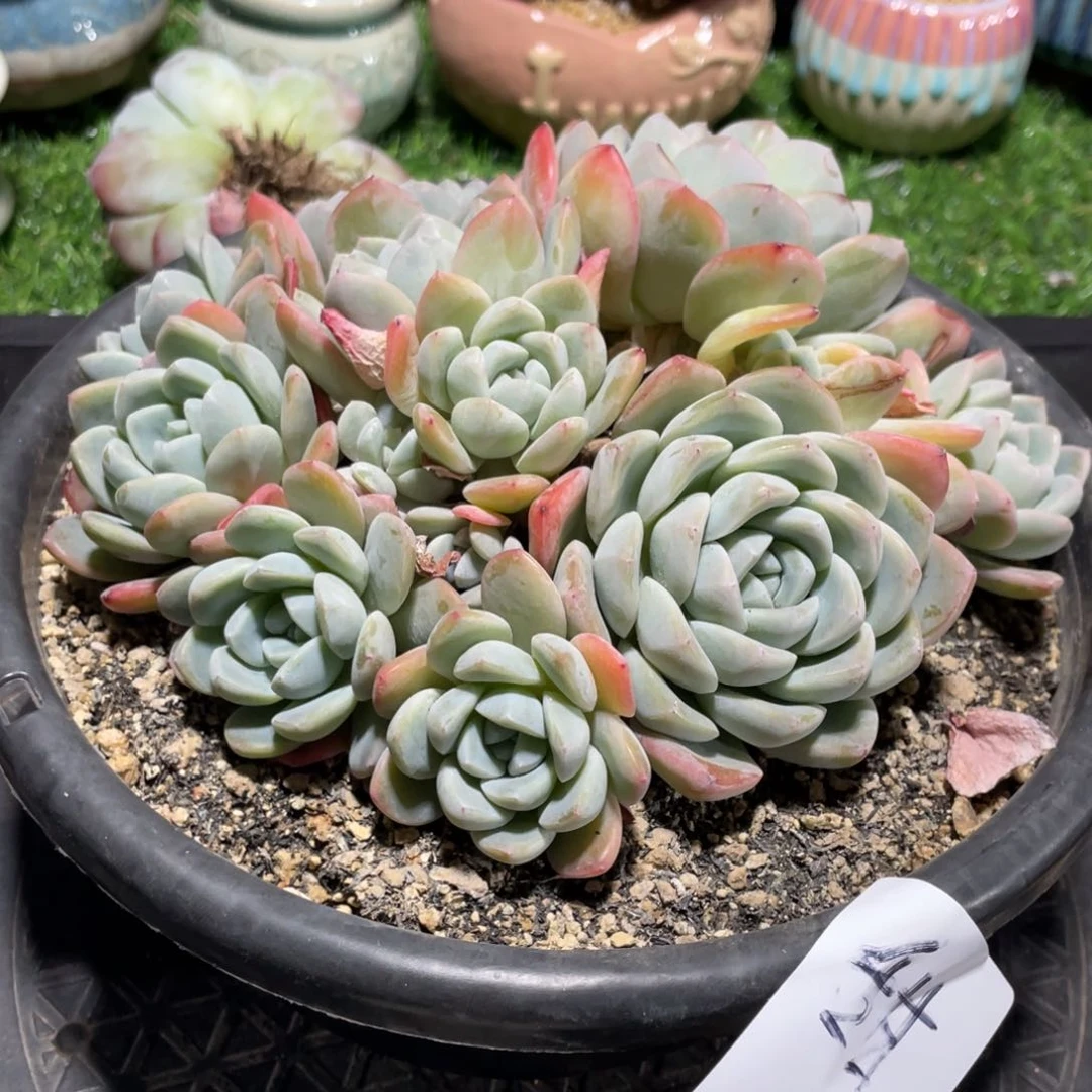 甜甜专拍冰玉大群多头