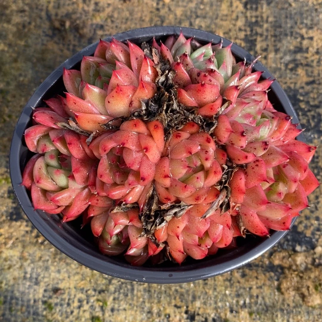 自助下单一物一拍多肉，下滑更多品种选择