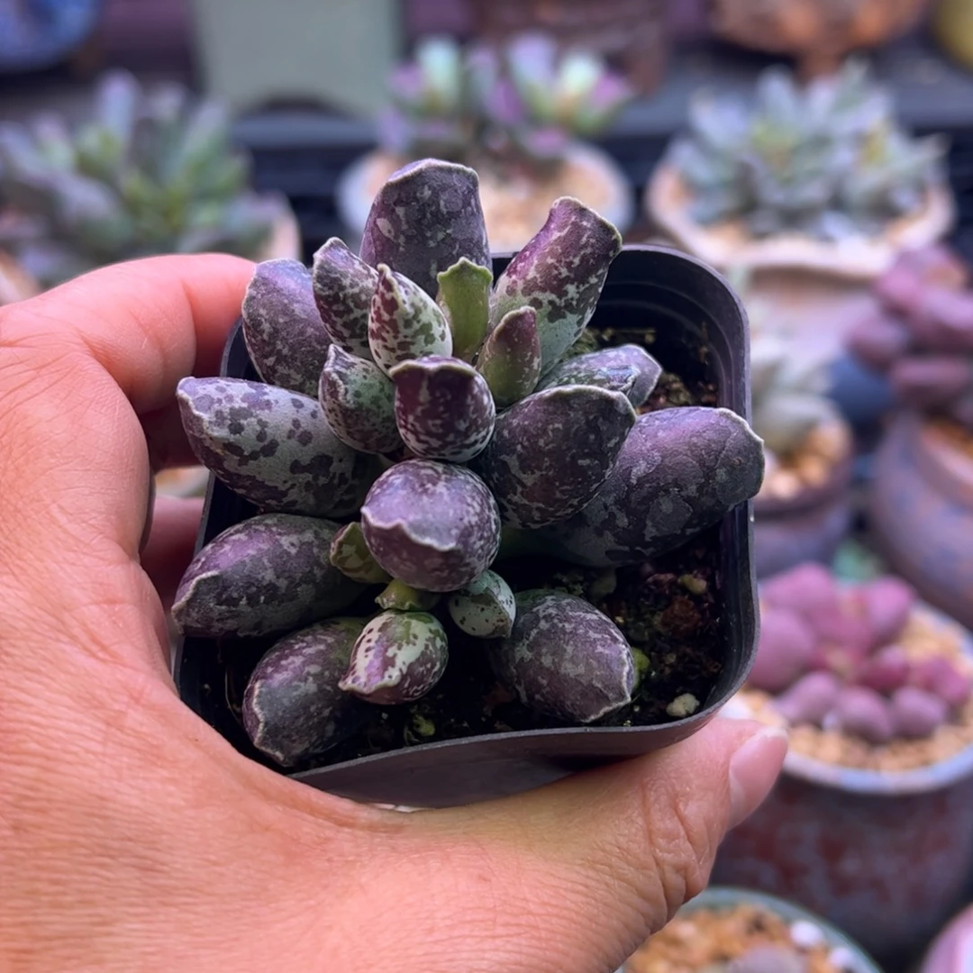 *****紫肌海豹。