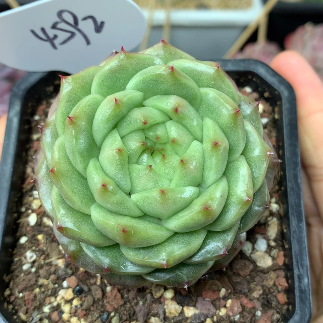 一代灯泡珍妮大单头4592