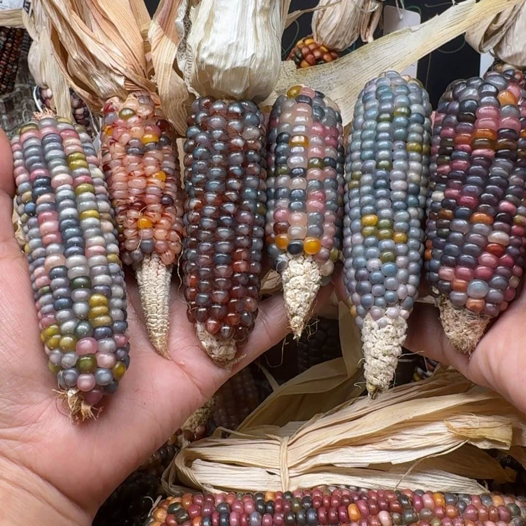 柏香籽/百香籽吊坠一***糕