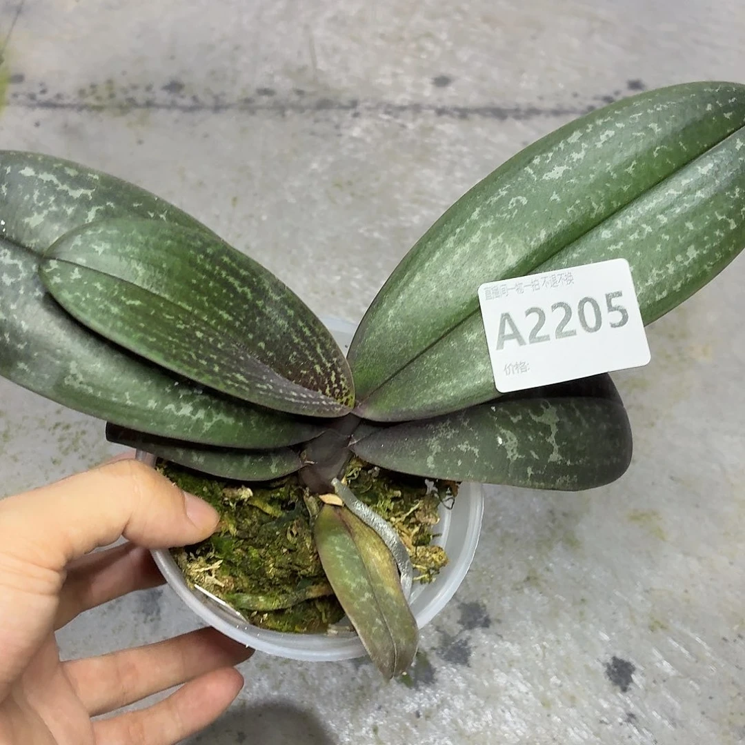 当前无花朵，栽培后可花朵A2205yss1195西交史