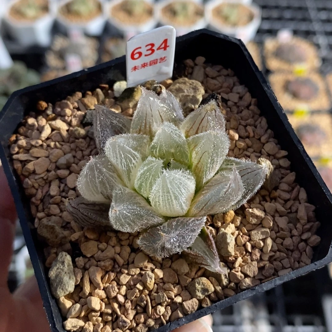 风***0634毛玉露锦一物一图