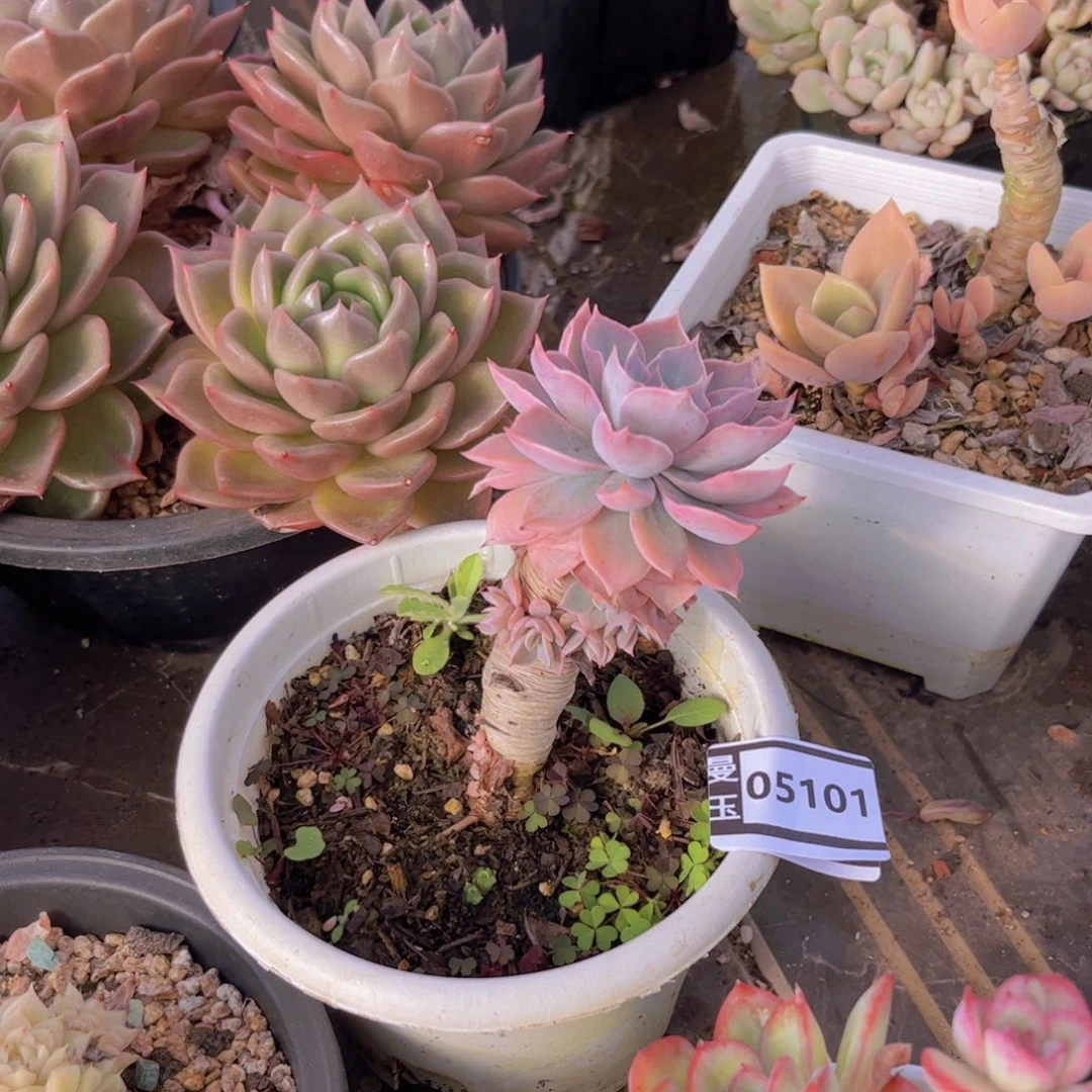 皮氏多肉植物05101