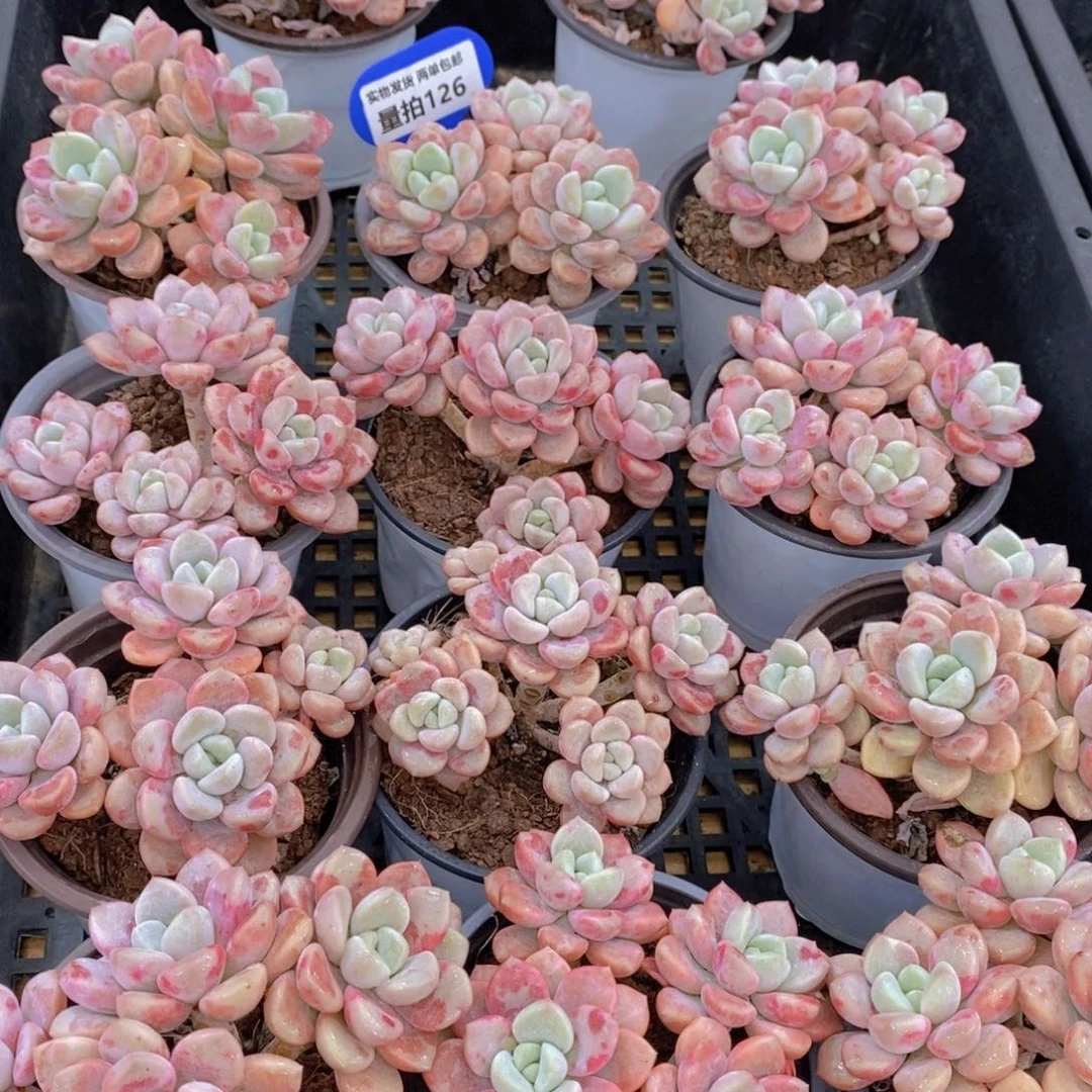 量拍126号 白鹭花斑露大群生四头起一个