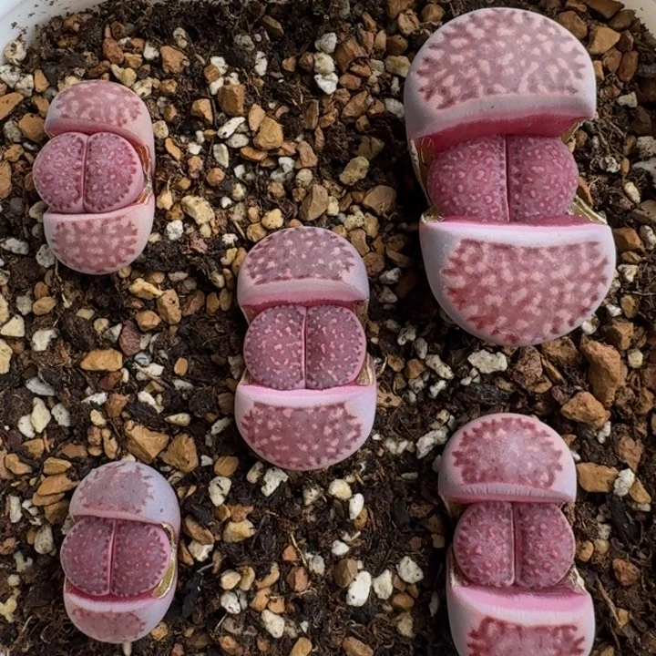 G301新品紫李杂交三年