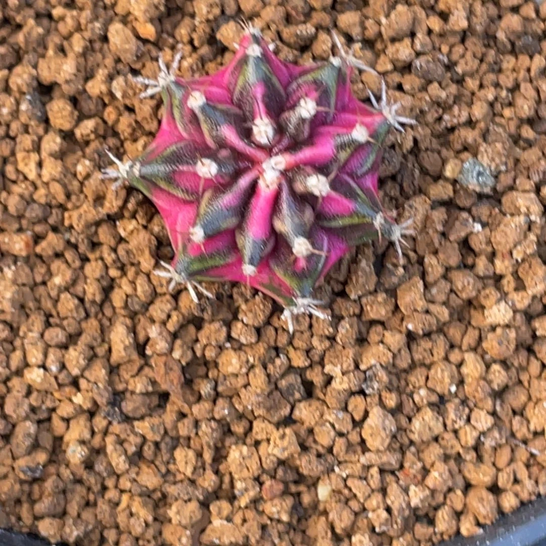 当前无花朵，栽培后可花朵紫粉