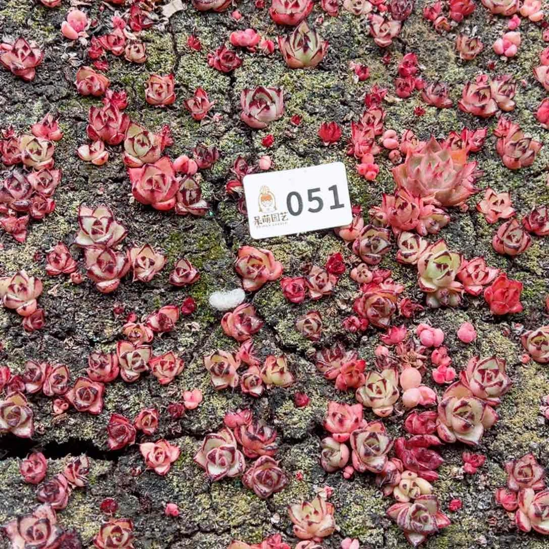 多肉植物多肉植物