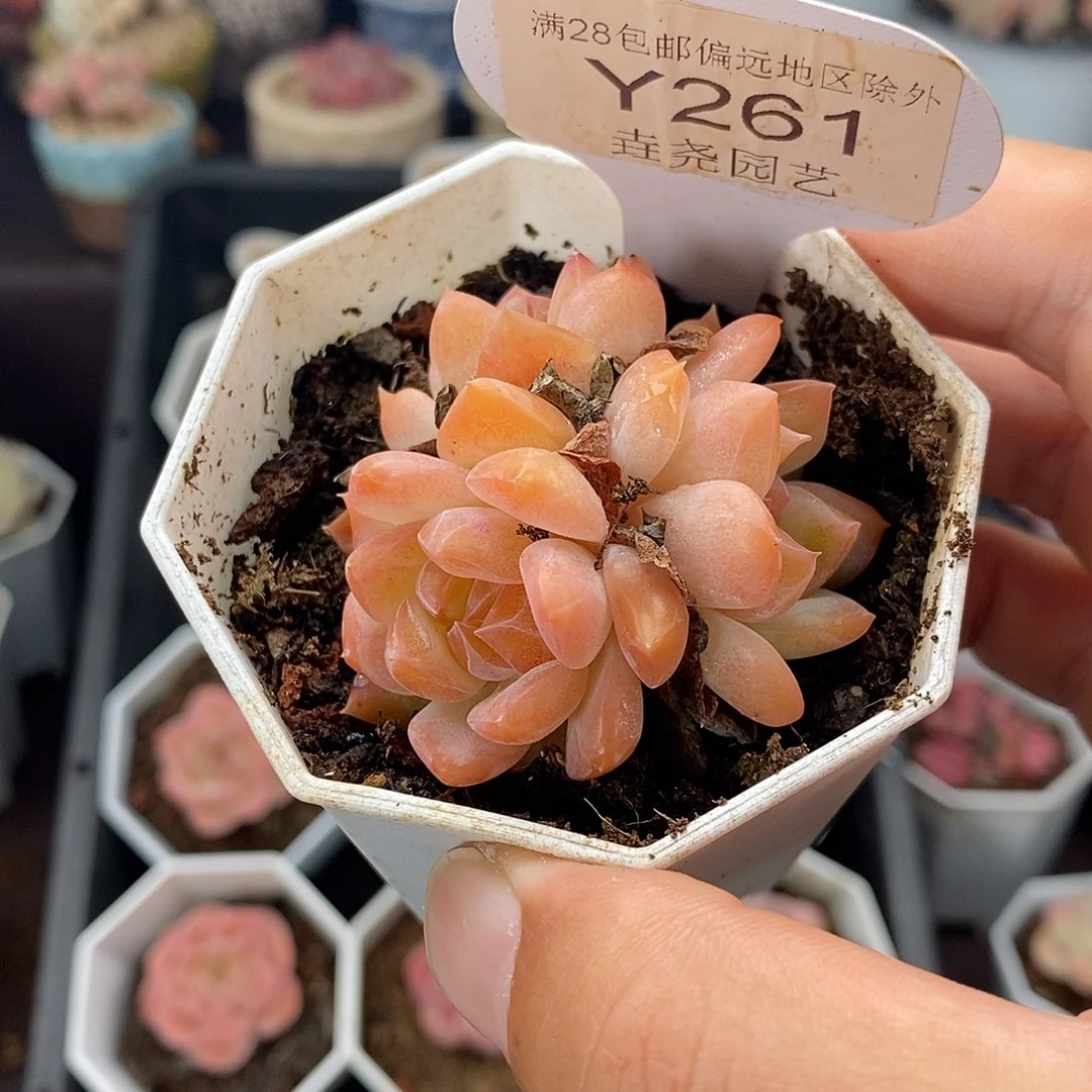 0261 干冰群 4.5cm