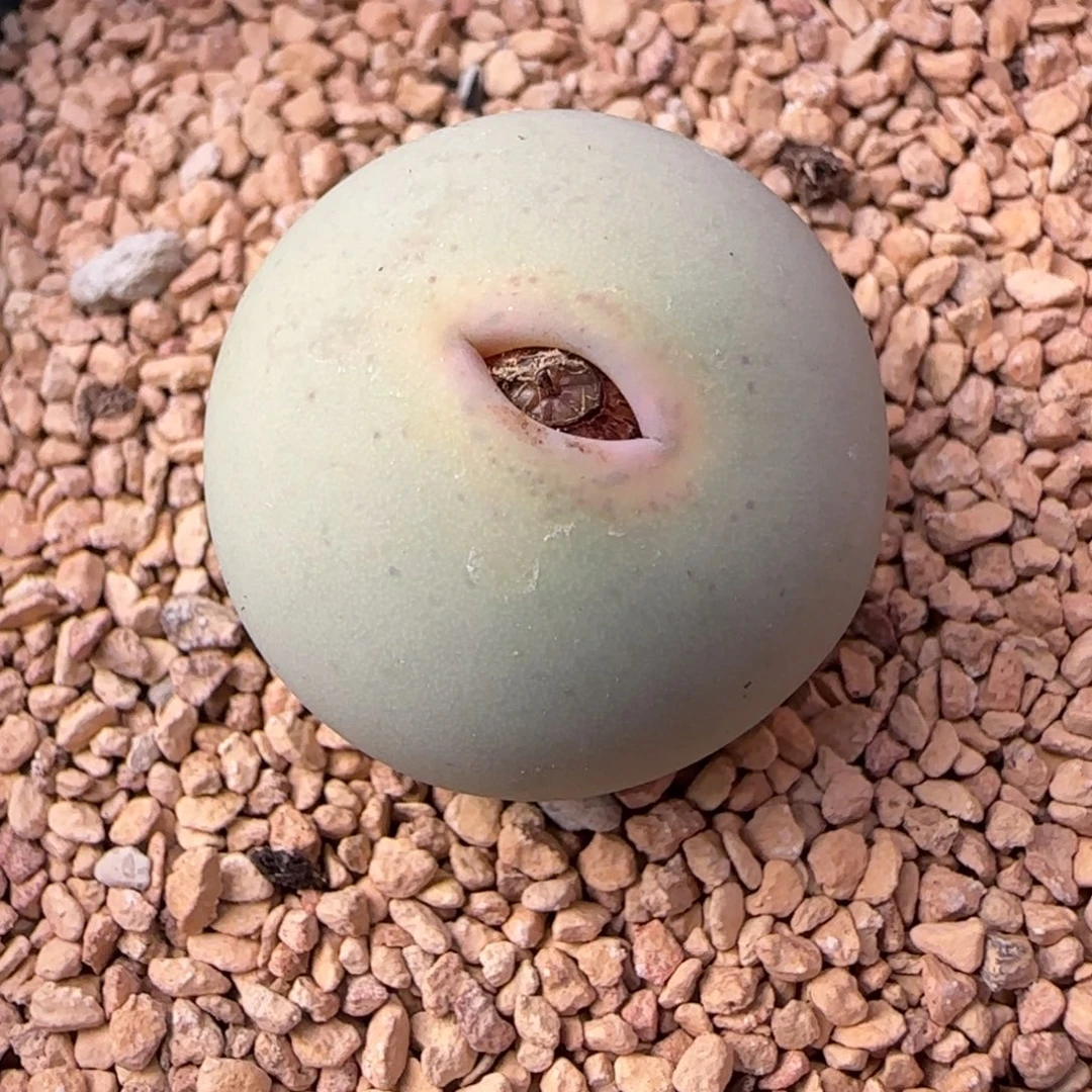 多肉植物外播大434V 60号