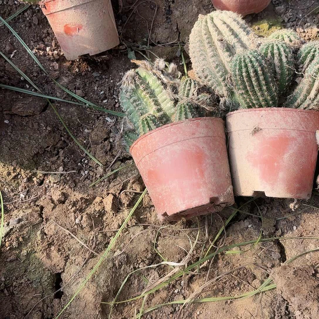 77-78-79 瑕疵掉侧牙无售后