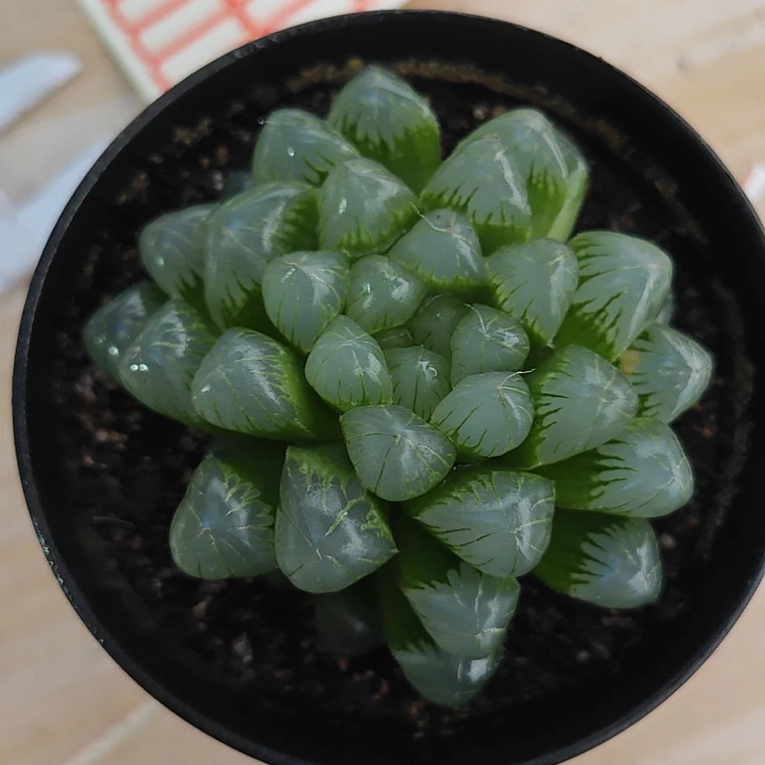 冰灯玉露多肉植物原盆土