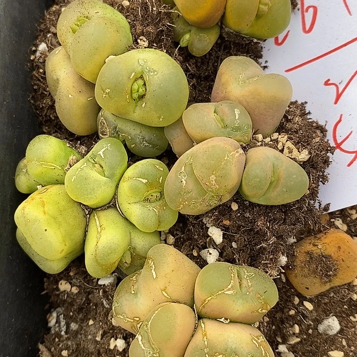 2691有伤多头一组。