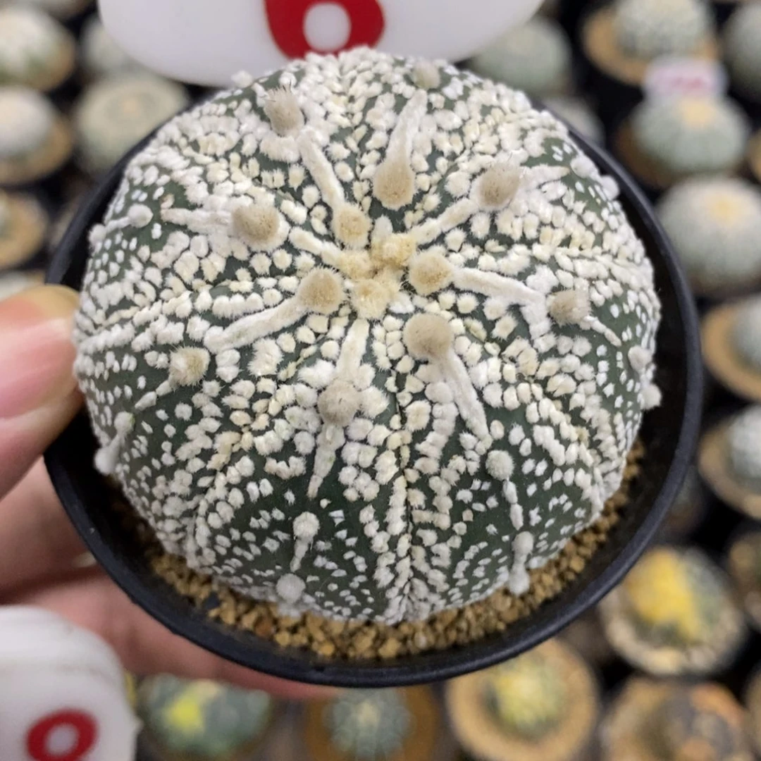 6海星体北川奇迹兜