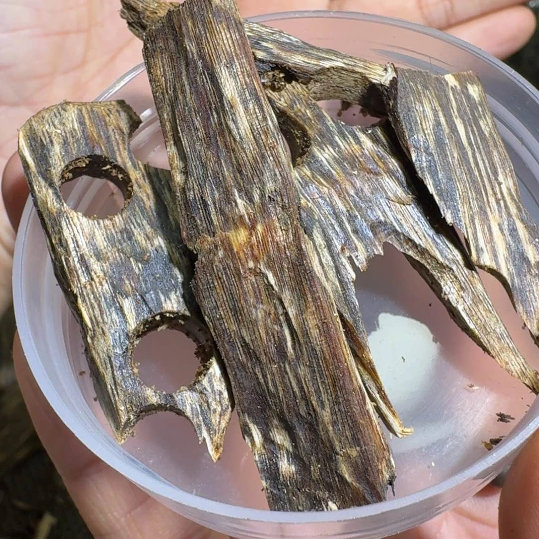 沉香沉香碎屑幸**蓝宝石车珠料50克料子