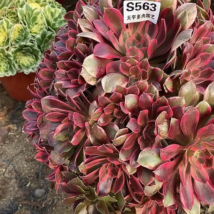多肉植物幻沙563多肉