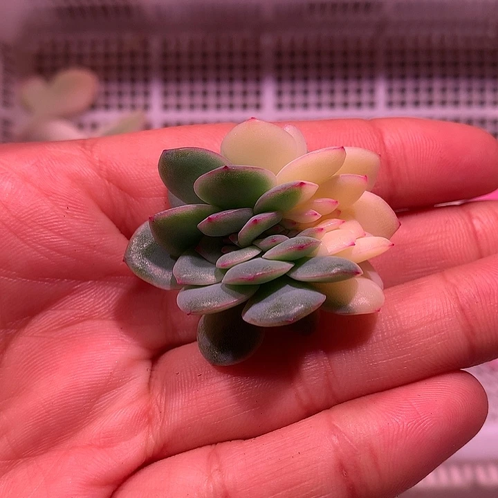 雨燕座缀化锦锦锦锦
