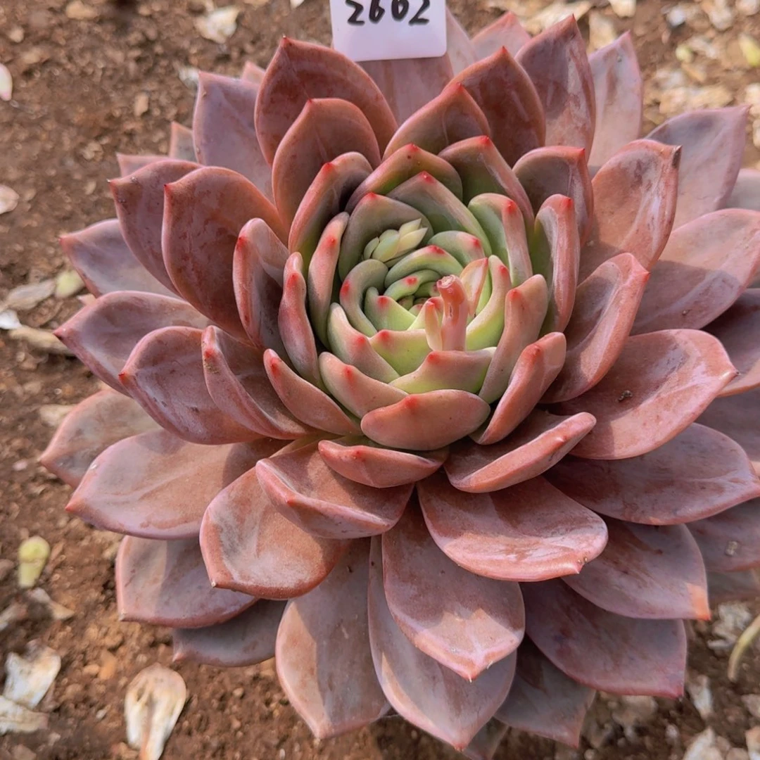 2602香槟多肉植物提取