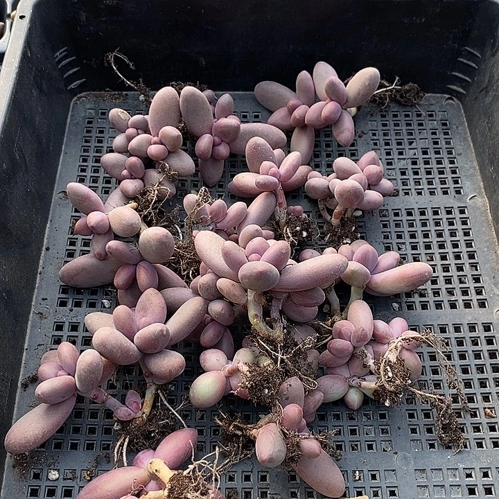 玲***妈无花朵0219号一物一拍糖果