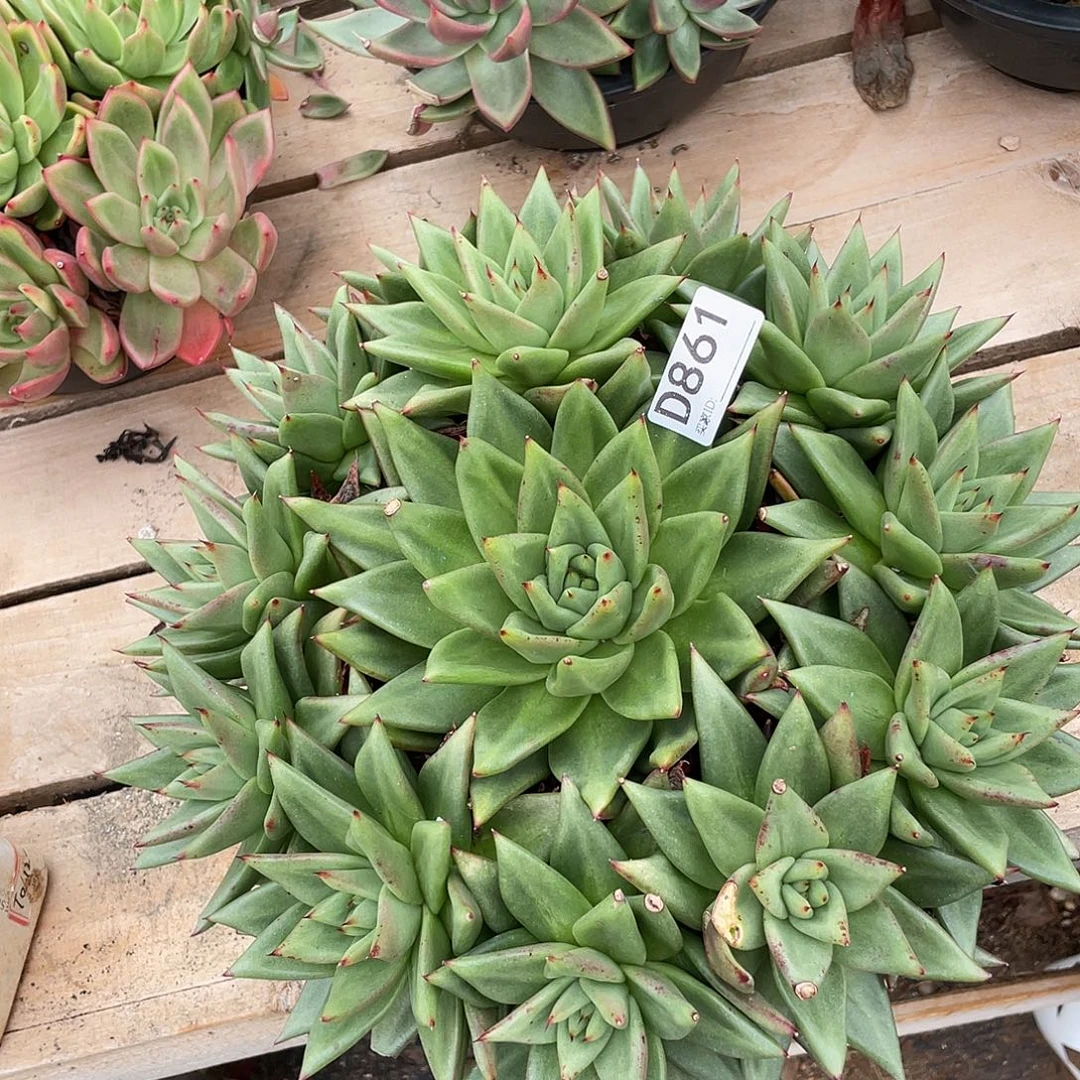若如东云组拍D861