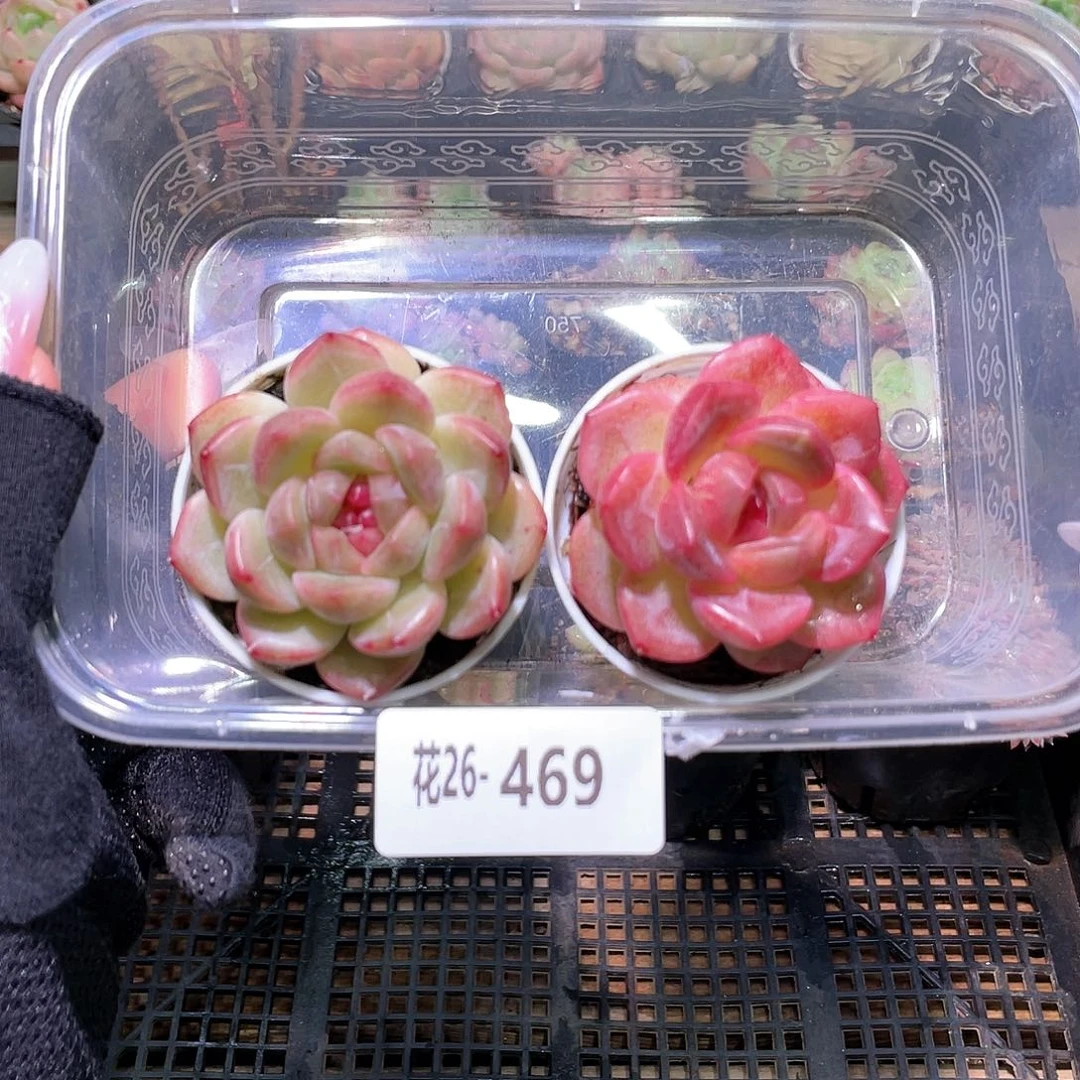 花利美26-469珍妮2颗