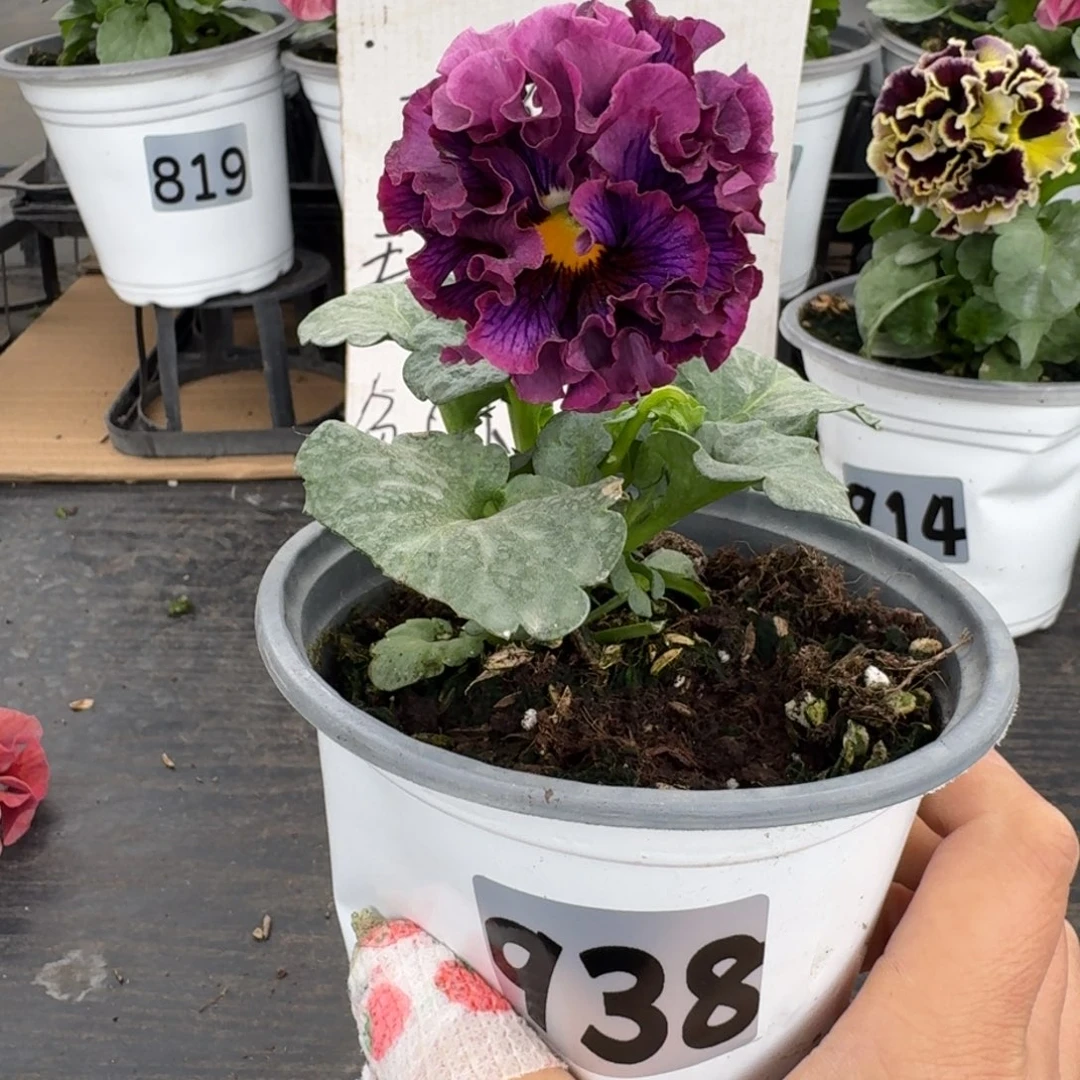 全部花朵938号礼服