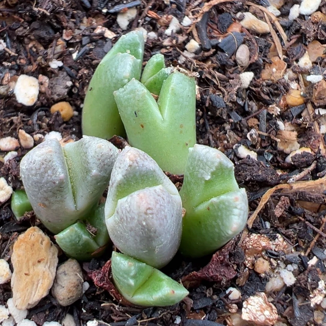 9.19好看的多肉脱土发货623