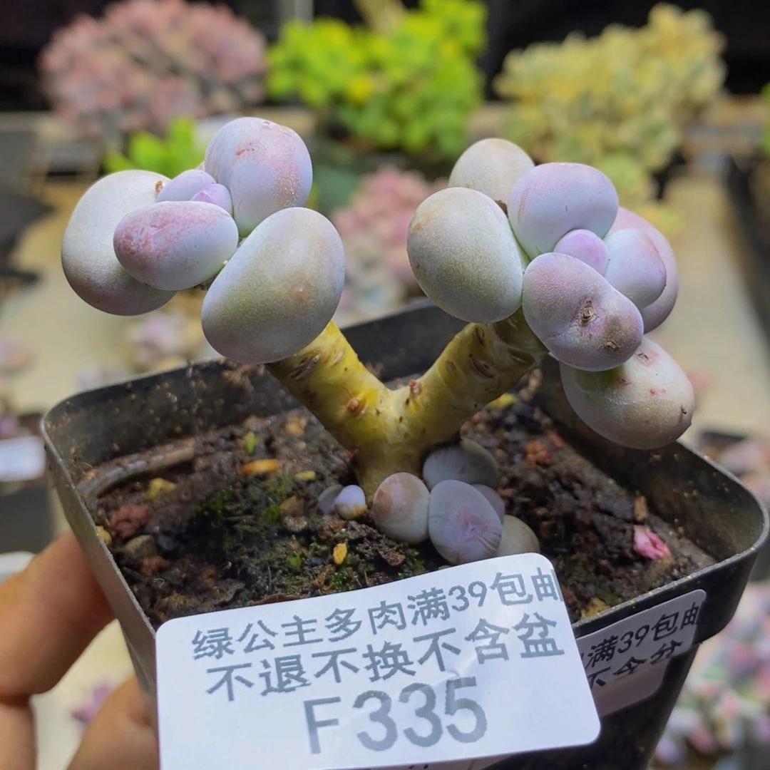 335蛋黄奶多肉5cm