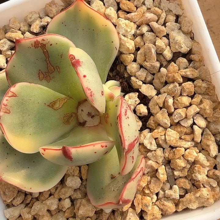 牛牛底座多肉锦带盆发货