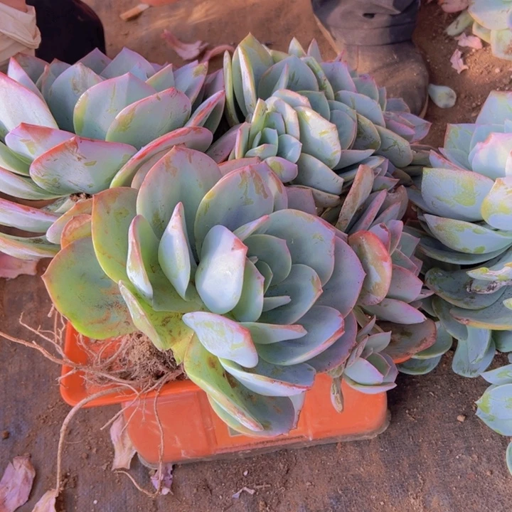 地栽超大白凤昆明发货