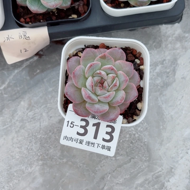 冰魄无盆土发货多肉多