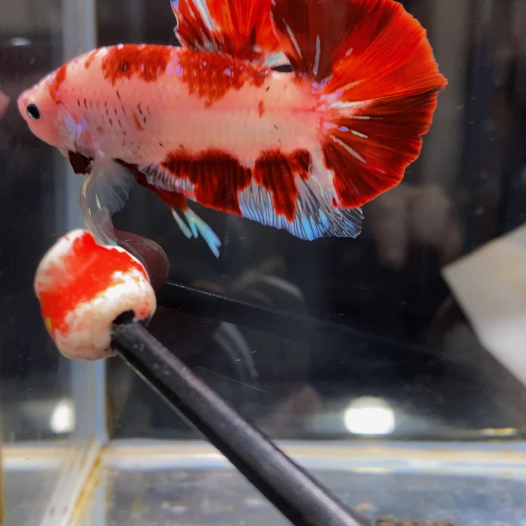 斗鱼327巨斗111111
