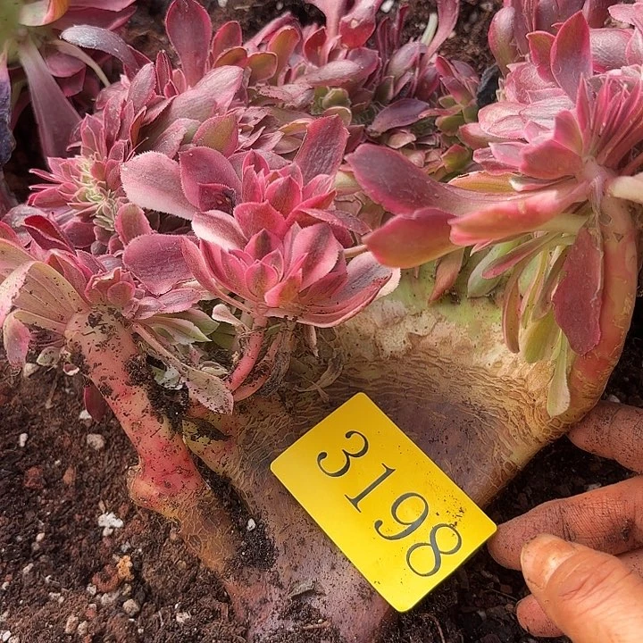 多肉植物福利来3198