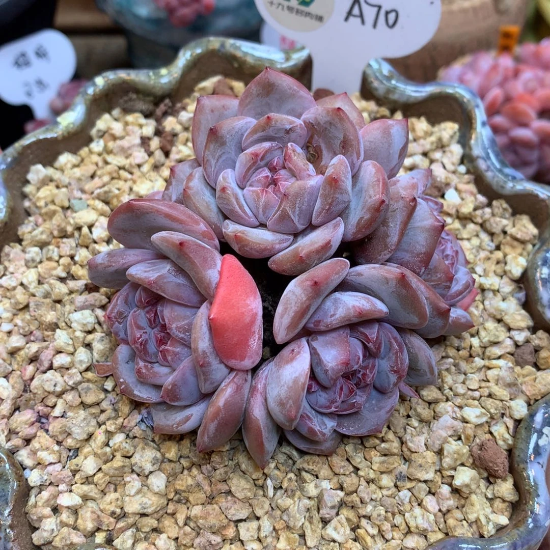 A70 星影老桩  9.5cm新粉福利