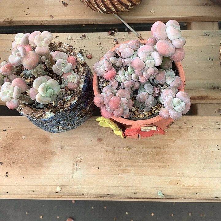 小***格兔虚荣老师璐璐我