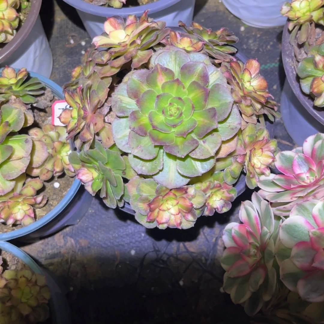 781多肉植物海王七彩18厘米