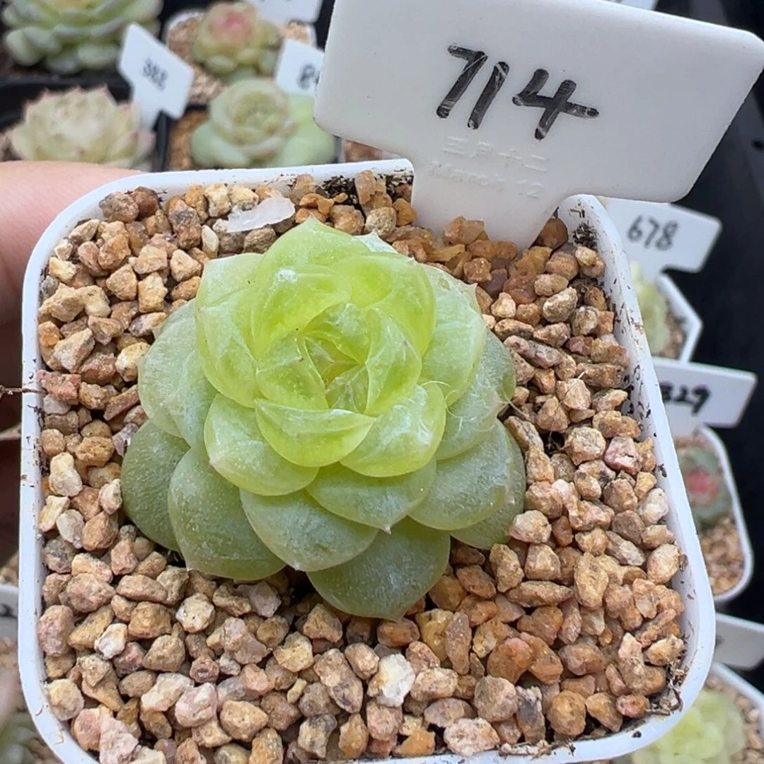 714号白冰 晗雨多肉