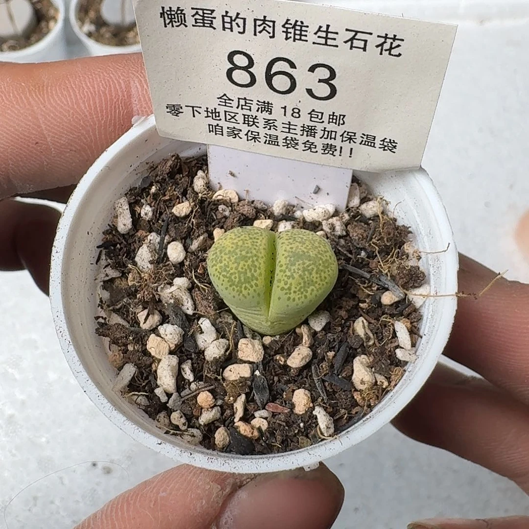 863盆口5公分满18包邮