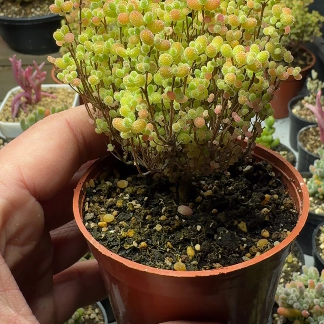 L多肉植物枝干番杏3颗