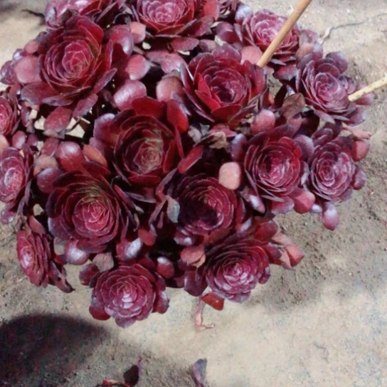 *****无花朵美姬变异法师多肉植物