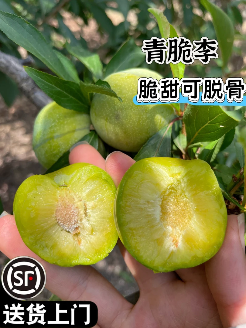 顺丰包邮四川新鲜应季青脆李脆甜可脱骨、肉质脆嫩，当天现摘现发