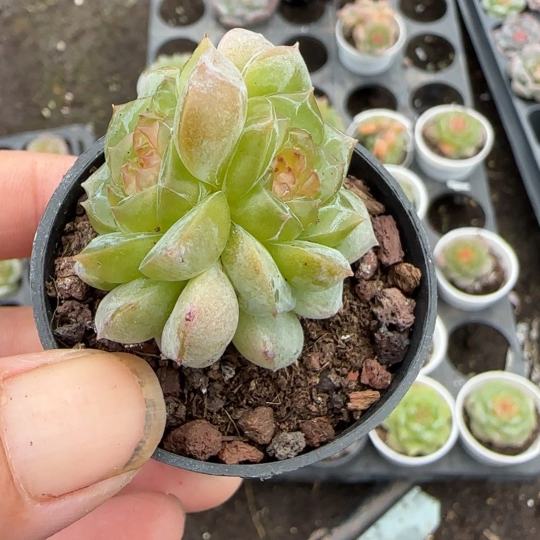 小卡拉米糖心一物一拍